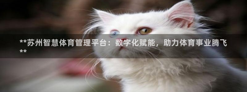 b体育官网下载入口a